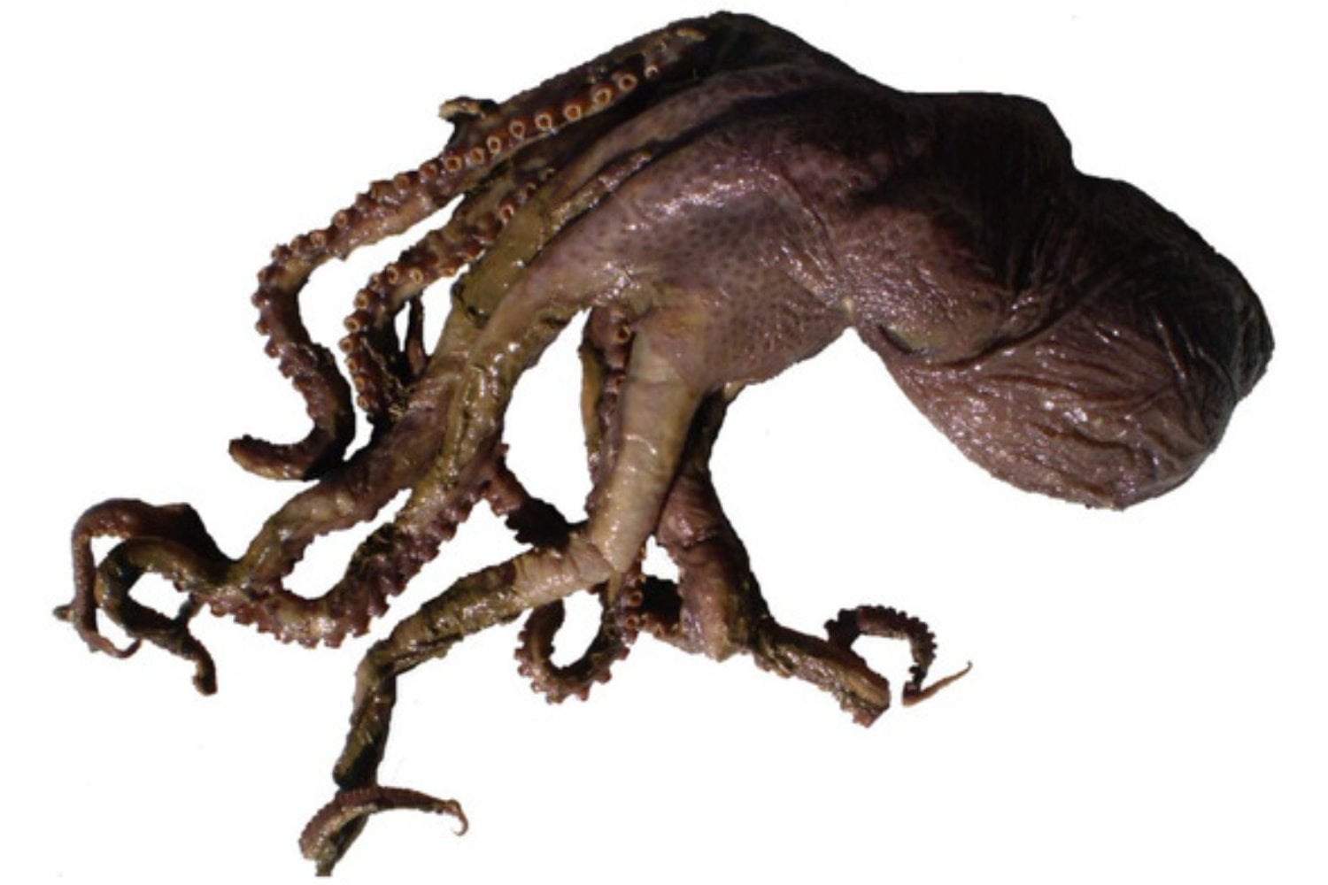 Un nuevo pulpo de aguas profundas aparece frente a Chile. La señal de que el Pacífico sigue escondiendo especies grandes que nunca habíamos descrito