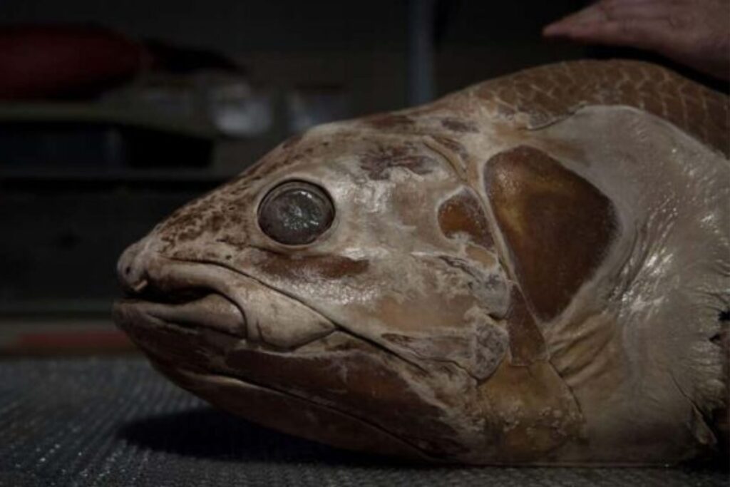 Durante décadas fue un fósil mal interpretado. Hoy nos ayuda a entender cómo empezó la conquista de la tierra firme por los vertebrados