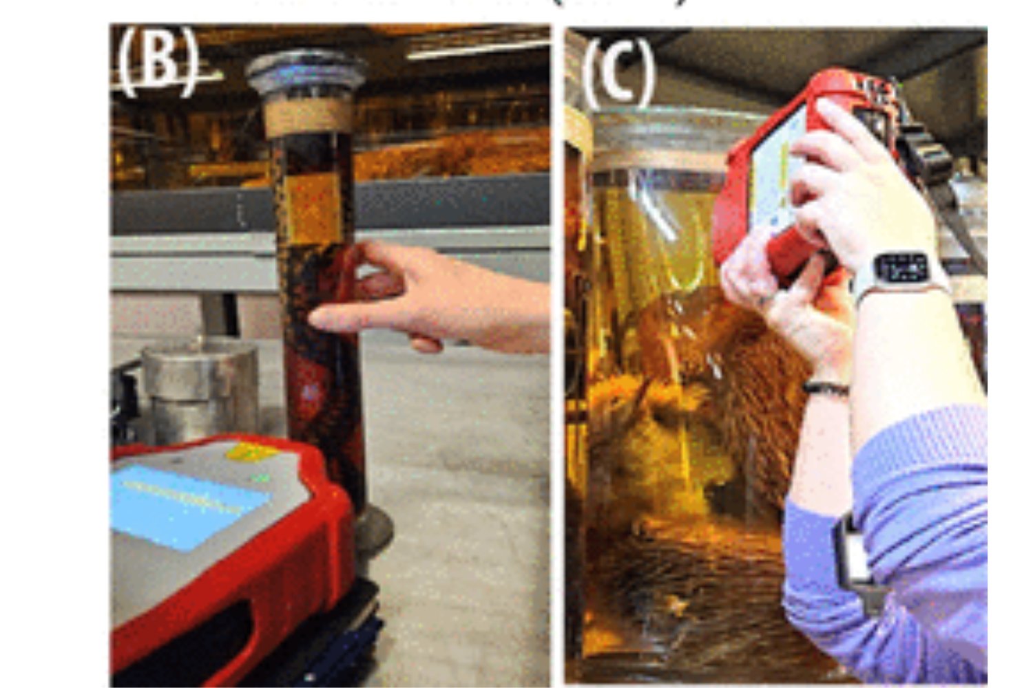 Pensábamos que las colecciones de Darwin estaban “congeladas” en el tiempo. Un láser ha encontrado una forma de volver a interrogarlas sin abrir los frascos