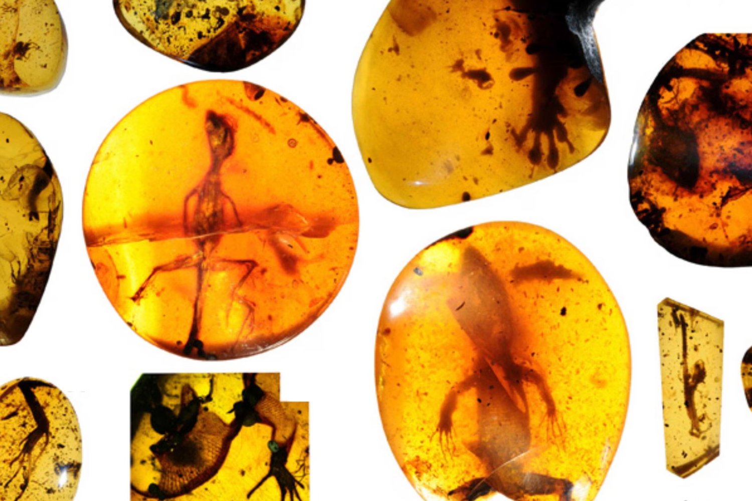 Una hormiga de hace 40 millones de años estaba escondida en el ámbar de Goethe. La ciencia moderna acaba de revelarla