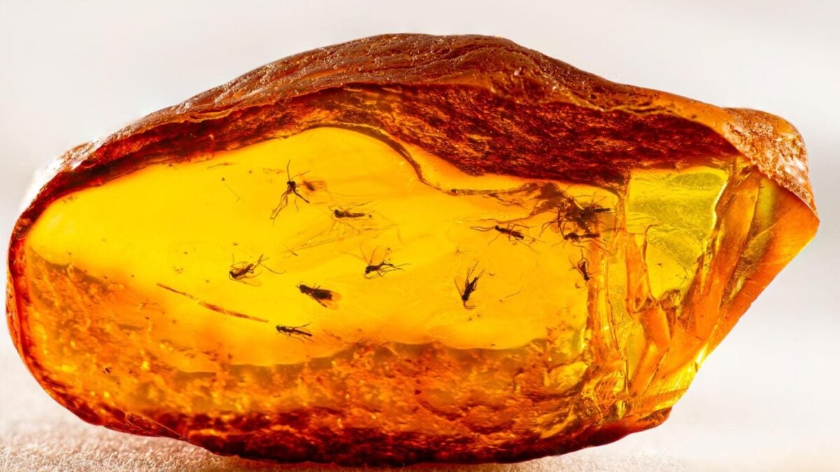 Goethe coleccionó una pequeña pieza de ámbar sin saber que contenía una cápsula del tiempo. Dos siglos después, apareció en su interior una hormiga perfectamente conservada de hace 40 millones de años