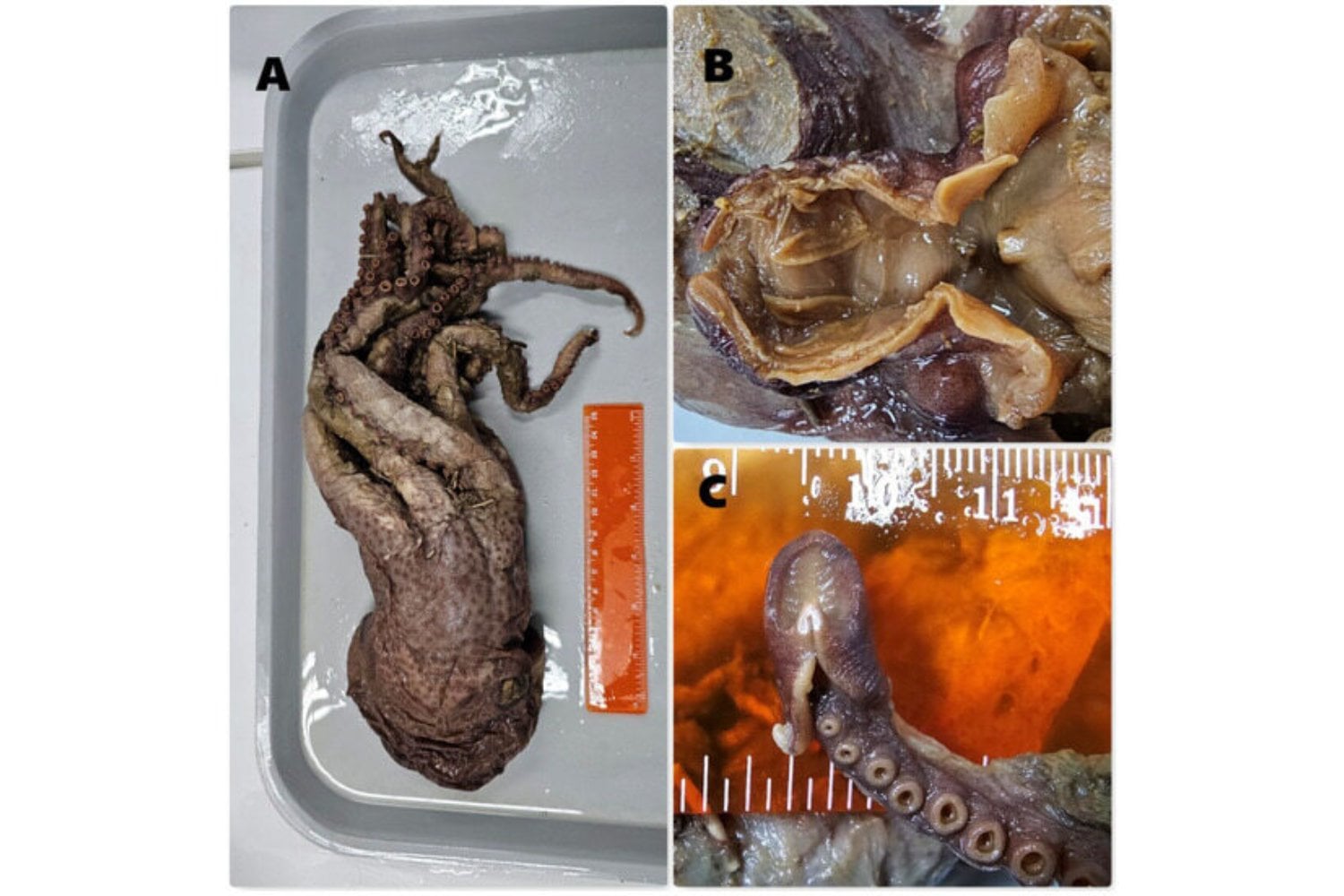 Un nuevo pulpo de aguas profundas aparece frente a Chile. La señal de que el Pacífico sigue escondiendo especies grandes que nunca habíamos descrito
