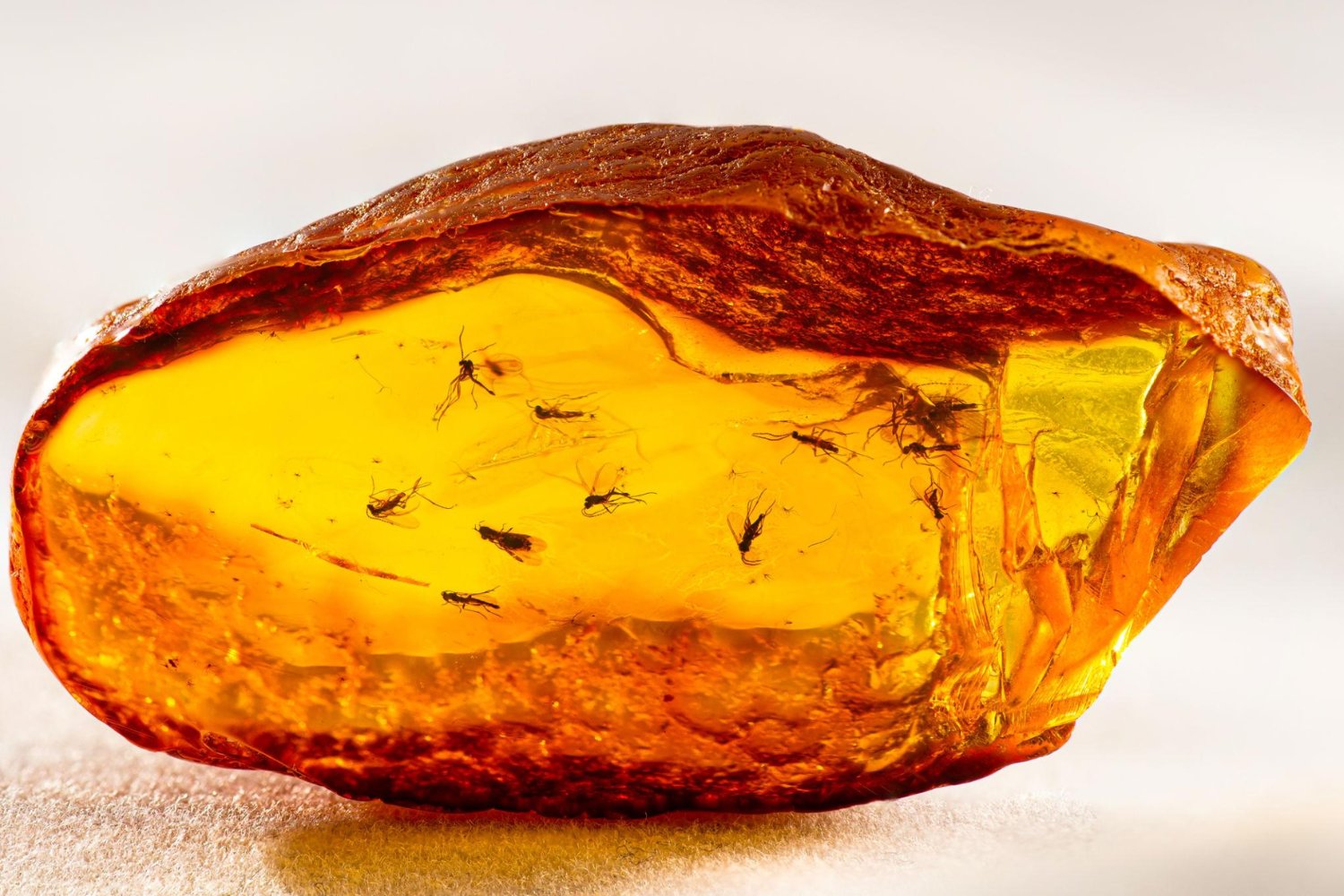 Una hormiga de hace 40 millones de años estaba escondida en el ámbar de Goethe. La ciencia moderna acaba de revelarla