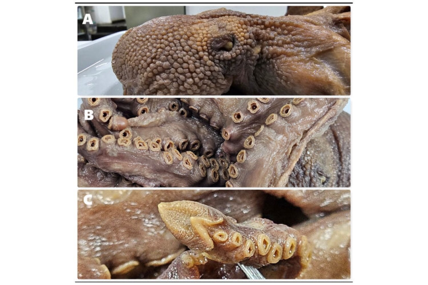 Un nuevo pulpo de aguas profundas aparece frente a Chile. La señal de que el Pacífico sigue escondiendo especies grandes que nunca habíamos descrito