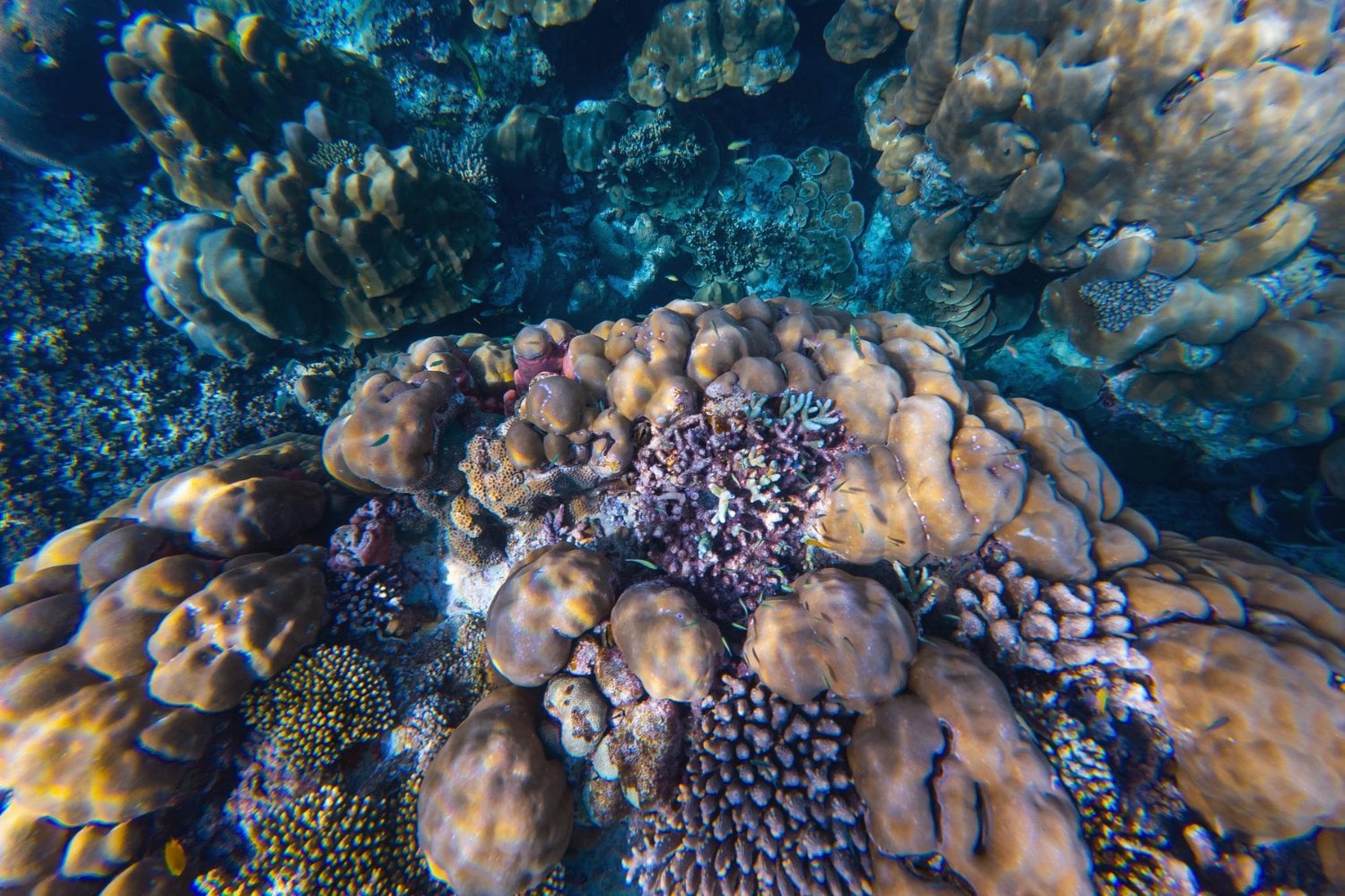 La mayor pérdida silenciosa del océano no es visible: científicos alertan que los arrecifes de coral esconden miles de microorganismos únicos que podrían extinguirse antes de ser descubiertos