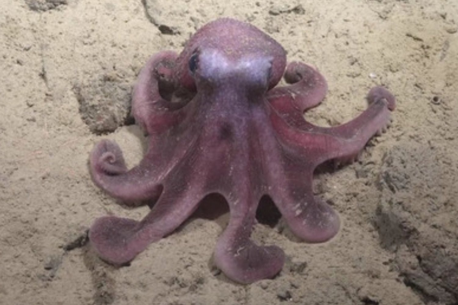 Un nuevo pulpo de aguas profundas aparece frente a Chile. La señal de que el Pacífico sigue escondiendo especies grandes que nunca habíamos descrito