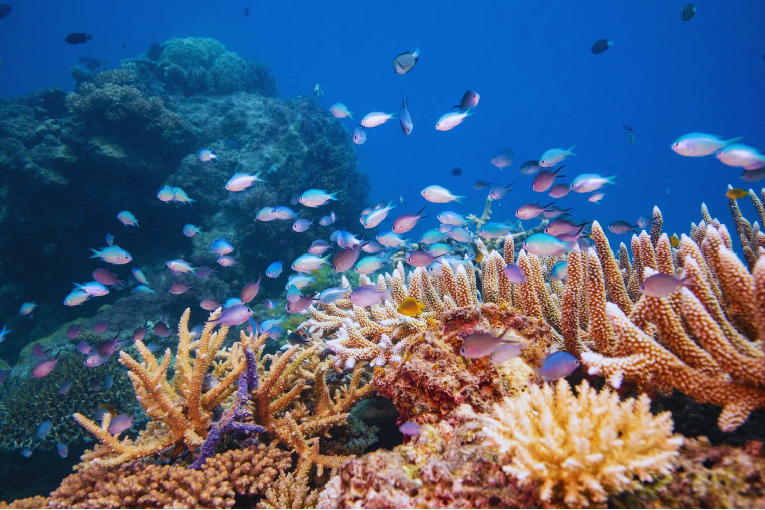 La mayor pérdida silenciosa del océano no es visible: científicos alertan que los arrecifes de coral esconden miles de microorganismos únicos que podrían extinguirse antes de ser descubiertos