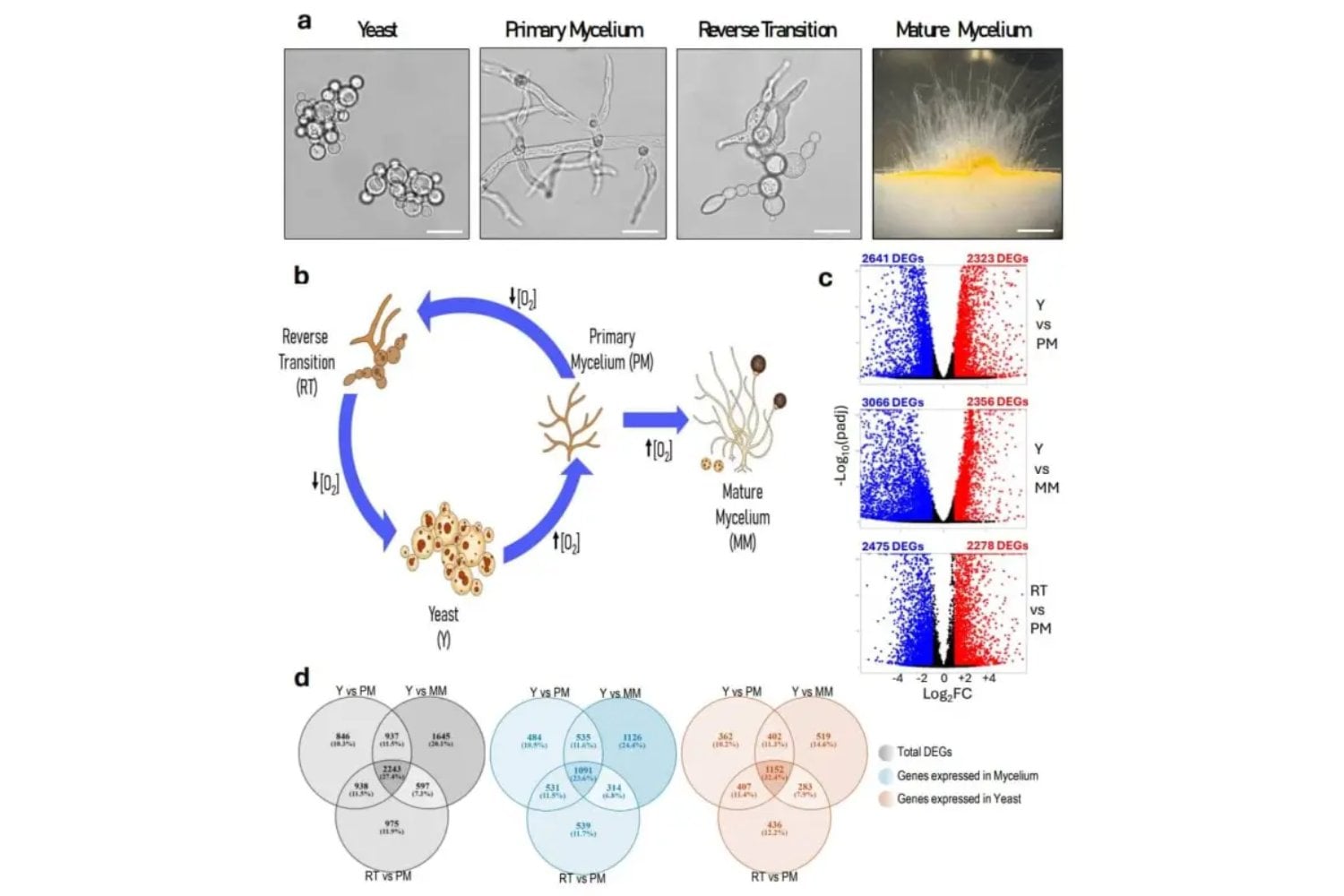 Descubren el mecanismo genético que permite a los hongos transformarse en patógenos humanos. Dos genes actúan como interruptores que reprograman su identidad y activan la infección