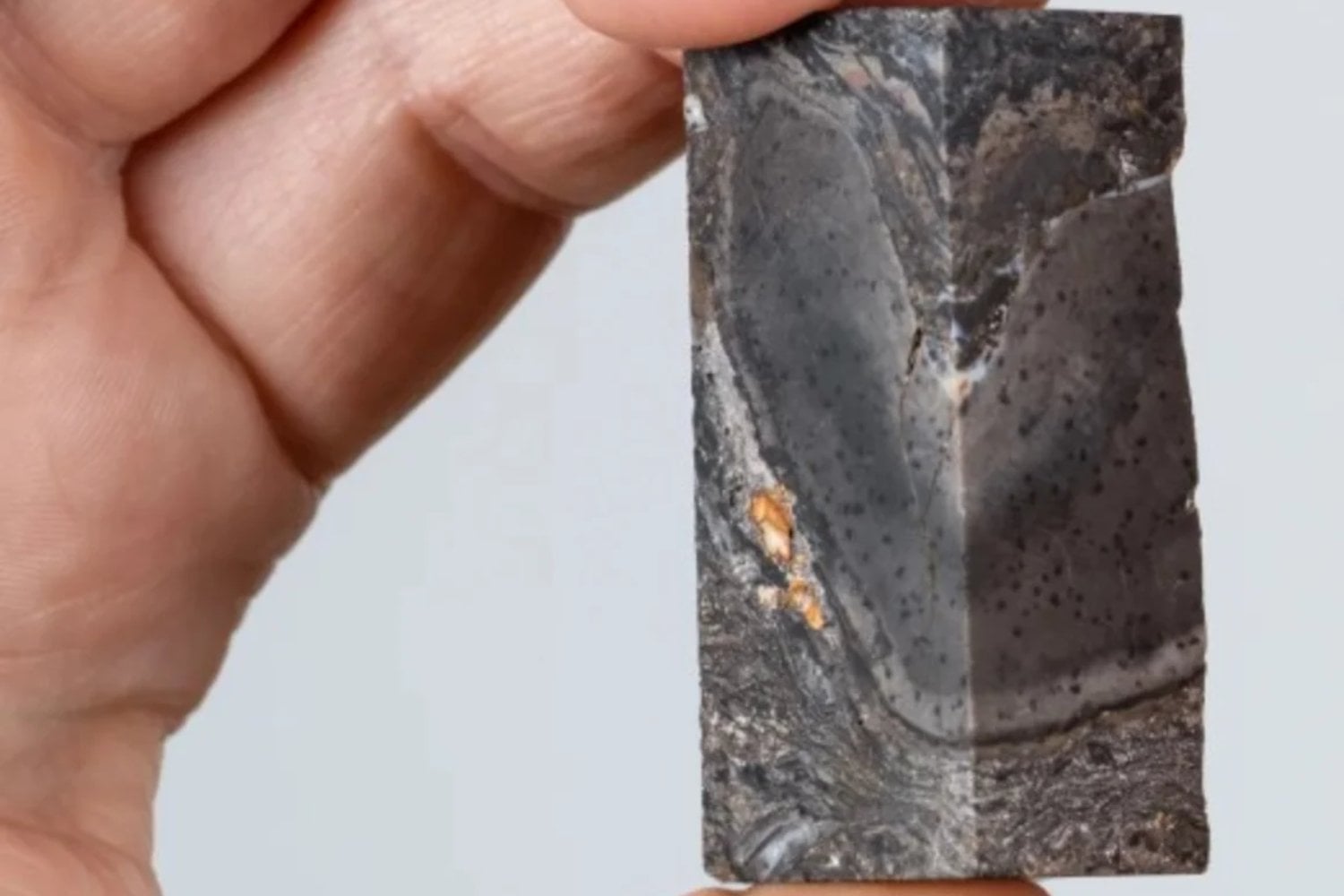 Un fósil de 400 millones de años no encaja en ningún árbol evolutivo conocido. Y eso está obligando a replantear qué entendemos por “vida”