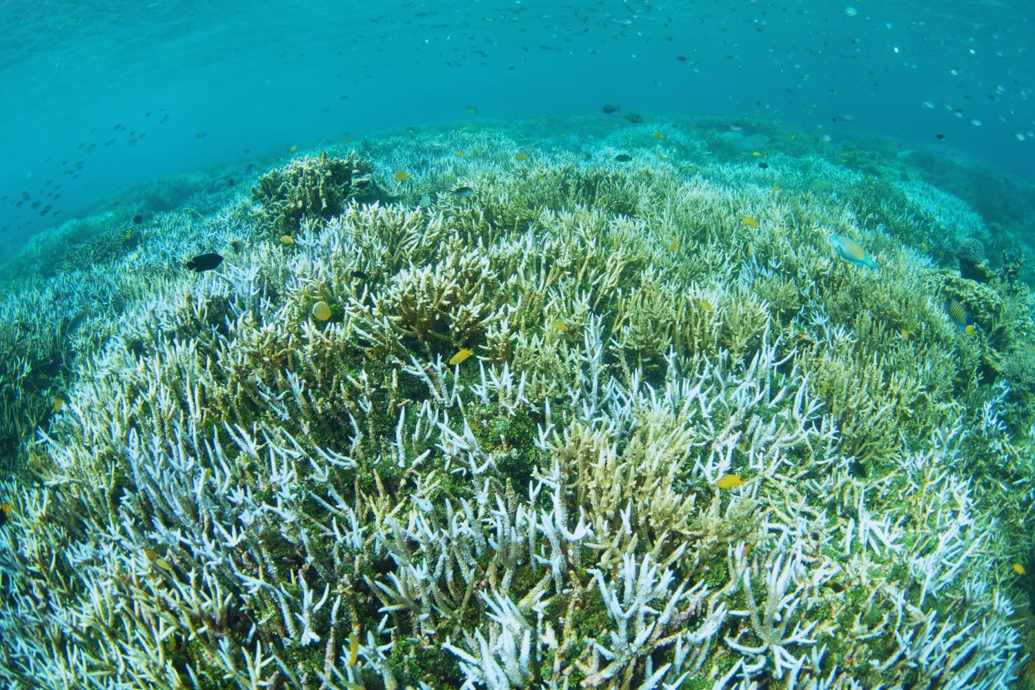 La mayor pérdida silenciosa del océano no es visible: científicos alertan que los arrecifes de coral esconden miles de microorganismos únicos que podrían extinguirse antes de ser descubiertos