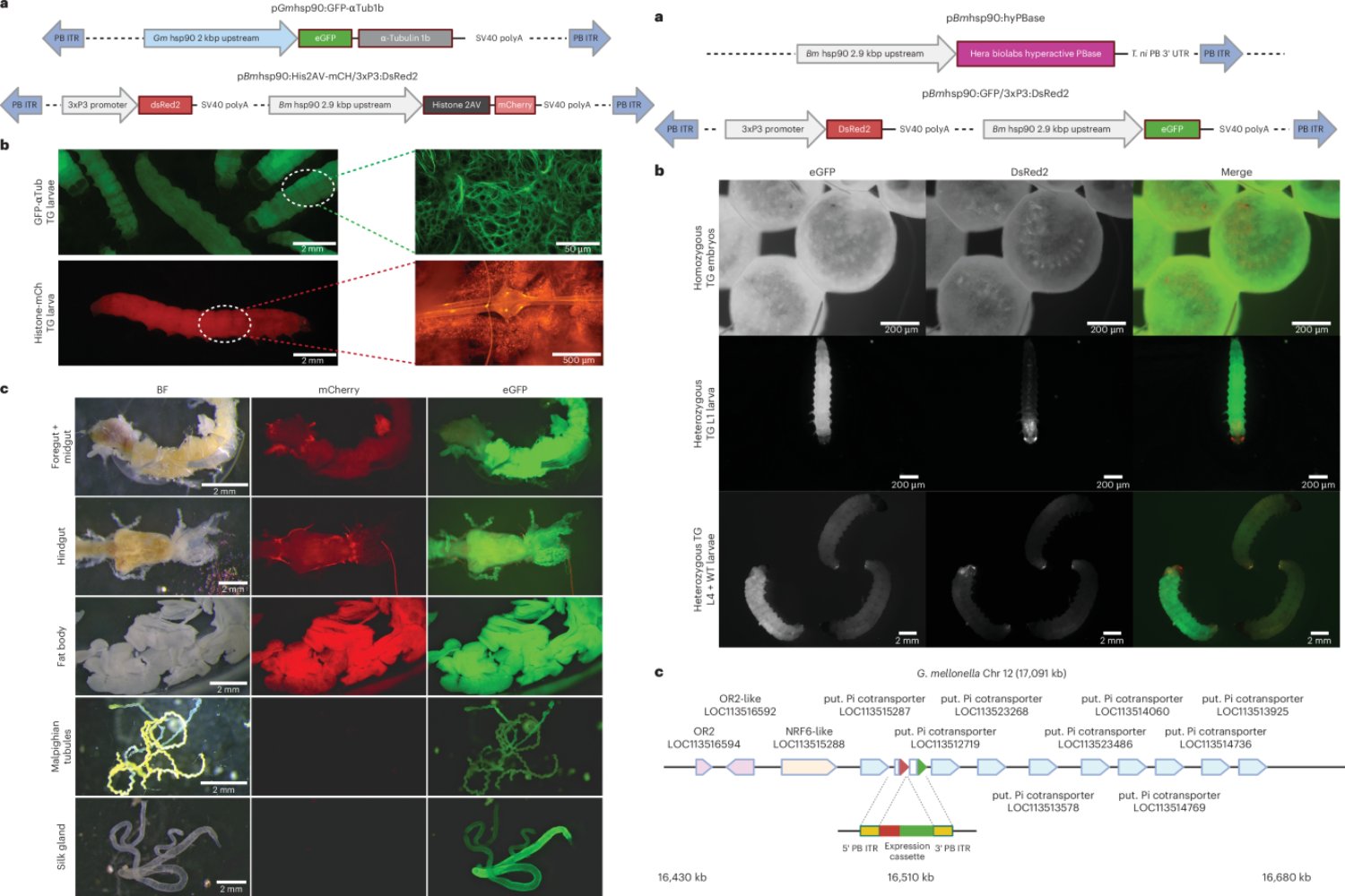 La ciencia llevaba años buscando un sustituto real para los ratones de laboratorio. Por qué unas polillas modificadas ahora funcionan como “semáforos” biológicos