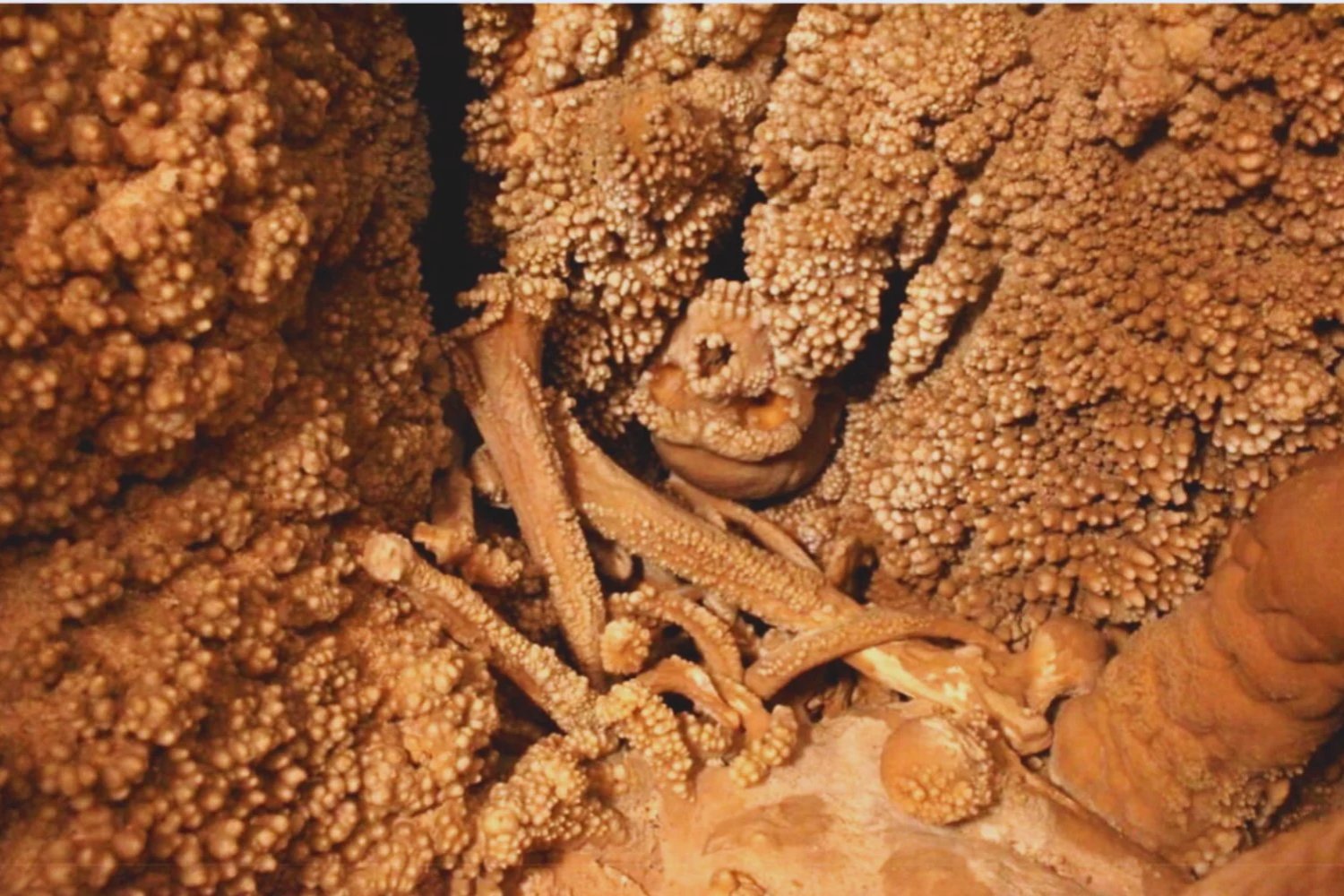 Durante 170.000 años nadie entendió su rostro. El neandertal de Altamura por fin revela cómo respiraba. Y el hallazgo desmonta un mito clave sobre la adaptación al frío