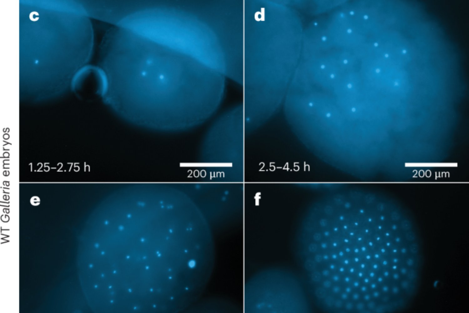La ciencia llevaba años buscando un sustituto real para los ratones de laboratorio. Por qué unas polillas modificadas ahora funcionan como “semáforos” biológicos