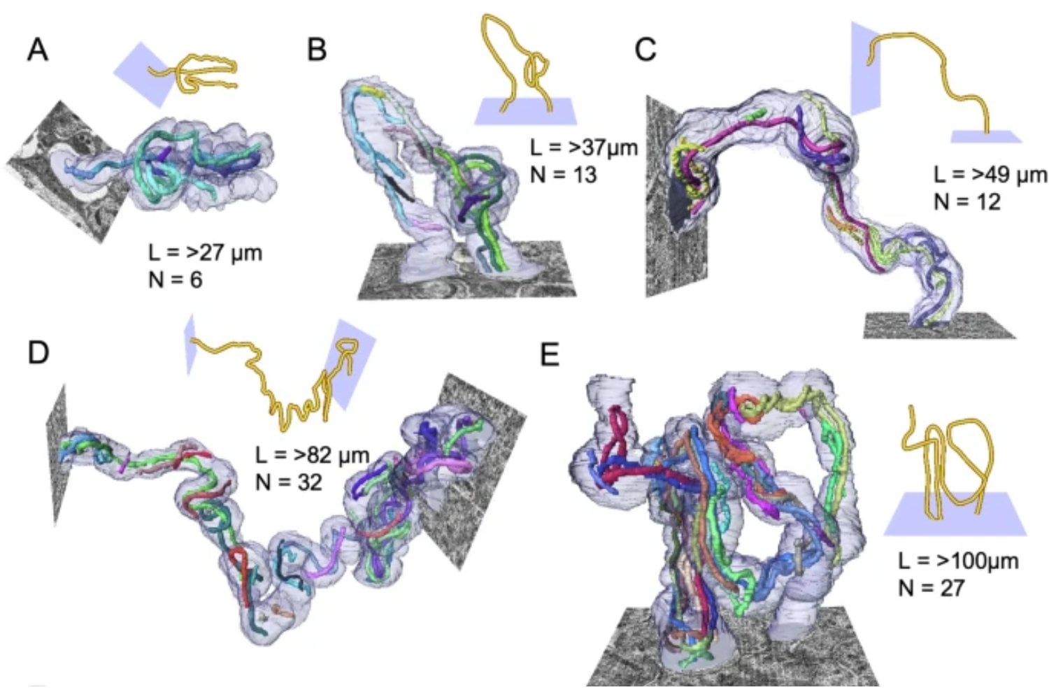 Una bacteria dentro de un insecto acaba de romper una regla básica de la biología celular. Su estructura interna no debería existir (y, sin embargo, está ahí)