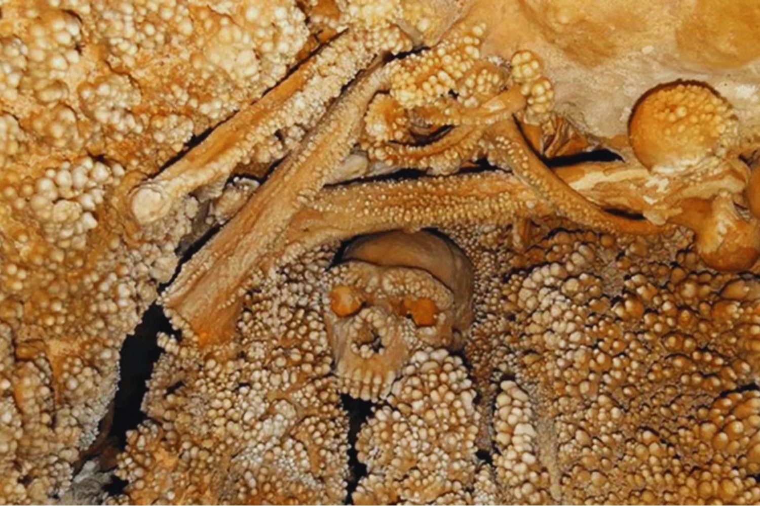 Durante 170.000 años nadie entendió su rostro. El neandertal de Altamura por fin revela cómo respiraba. Y el hallazgo desmonta un mito clave sobre la adaptación al frío