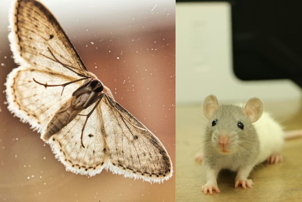 La ciencia llevaba años buscando un sustituto real para los ratones de laboratorio. Por qué unas polillas modificadas ahora funcionan como “semáforos” biológicos