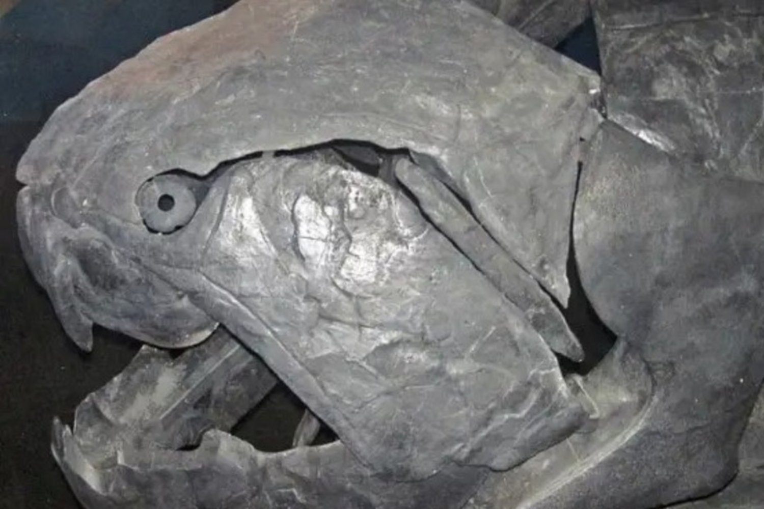 El mayor depredador marino del Devónico no tenía dientes afilados como un tiburón. Científicos descubren que Dunkleosteus cazaba con cuchillas óseas que funcionaban como una guillotina