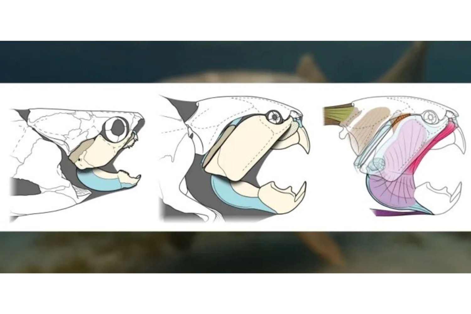 El mayor depredador marino del Devónico no tenía dientes afilados como un tiburón. Científicos descubren que Dunkleosteus cazaba con cuchillas óseas que funcionaban como una guillotina
