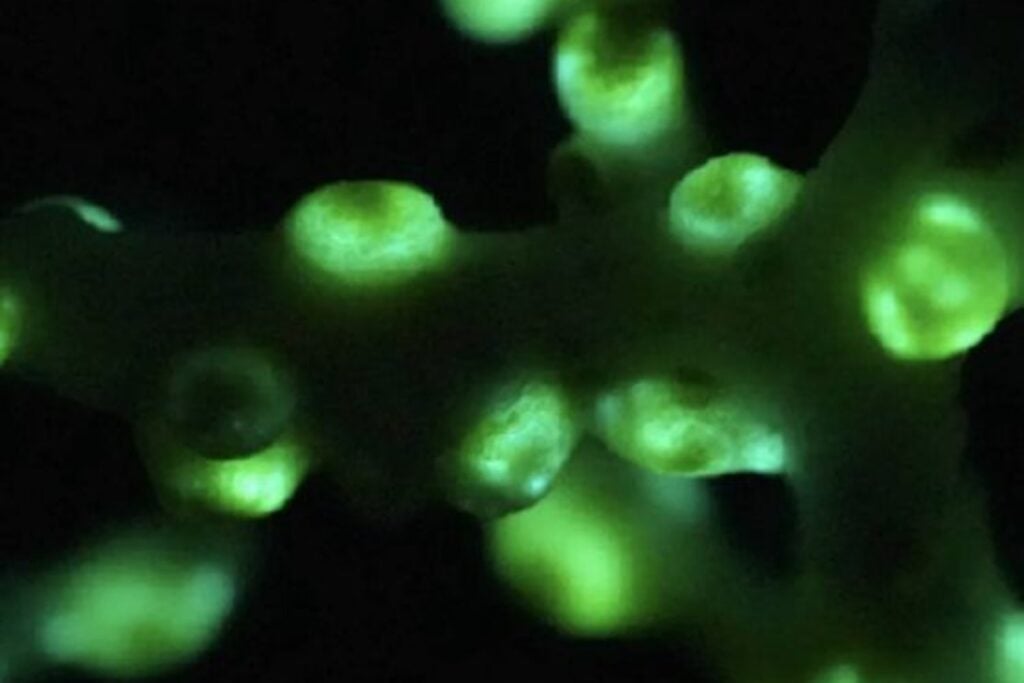 Un resplandor verde apareció en una cueva a 400 metros bajo el mar. El hallazgo que revela una nueva forma de vida adaptada a la oscuridad absoluta