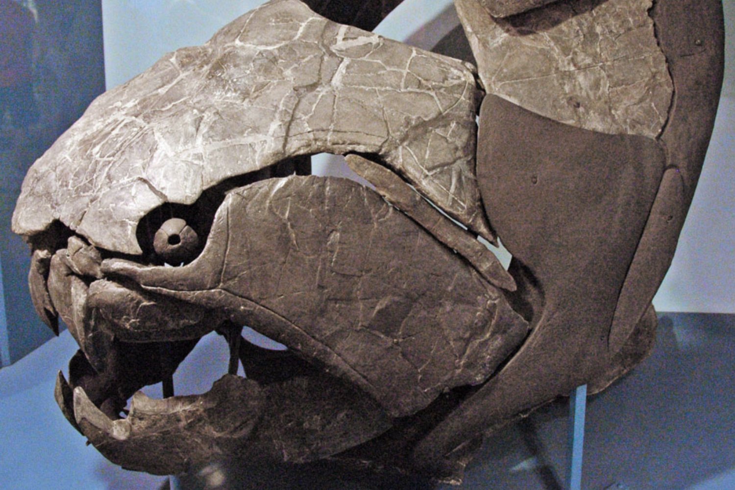 El mayor depredador marino del Devónico no tenía dientes afilados como un tiburón. Científicos descubren que Dunkleosteus cazaba con cuchillas óseas que funcionaban como una guillotina