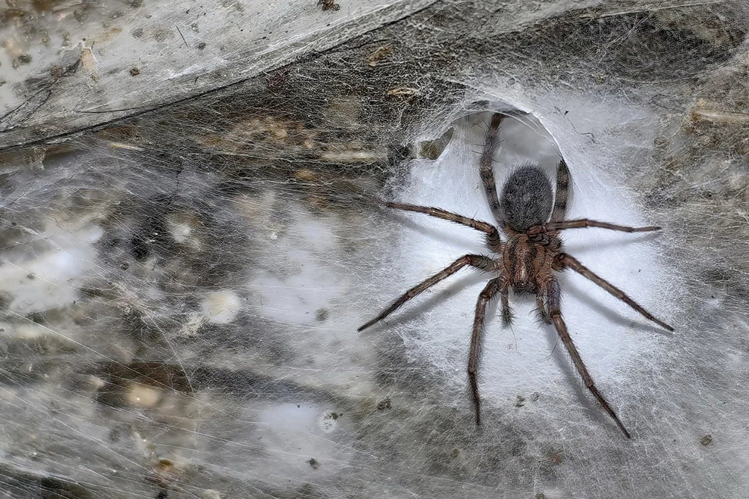 Se adentraron en una cueva bajo la frontera entre Albania y Grecia y encontraron algo insólito: la telaraña más grande del mundo, habitada por más de 100.000 arañas