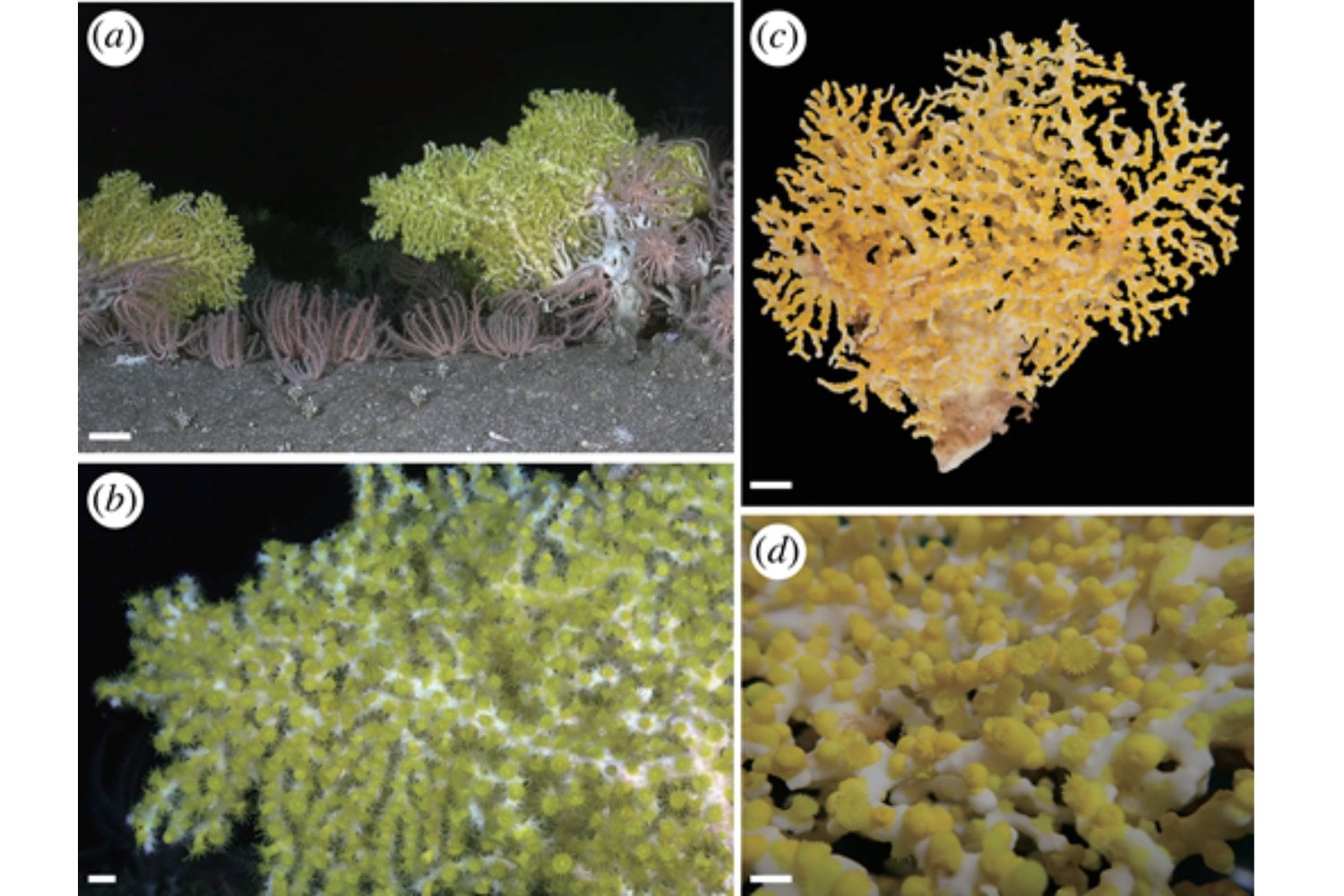 Un resplandor verde apareció en una cueva a 400 metros bajo el mar. El hallazgo que revela una nueva forma de vida adaptada a la oscuridad absoluta