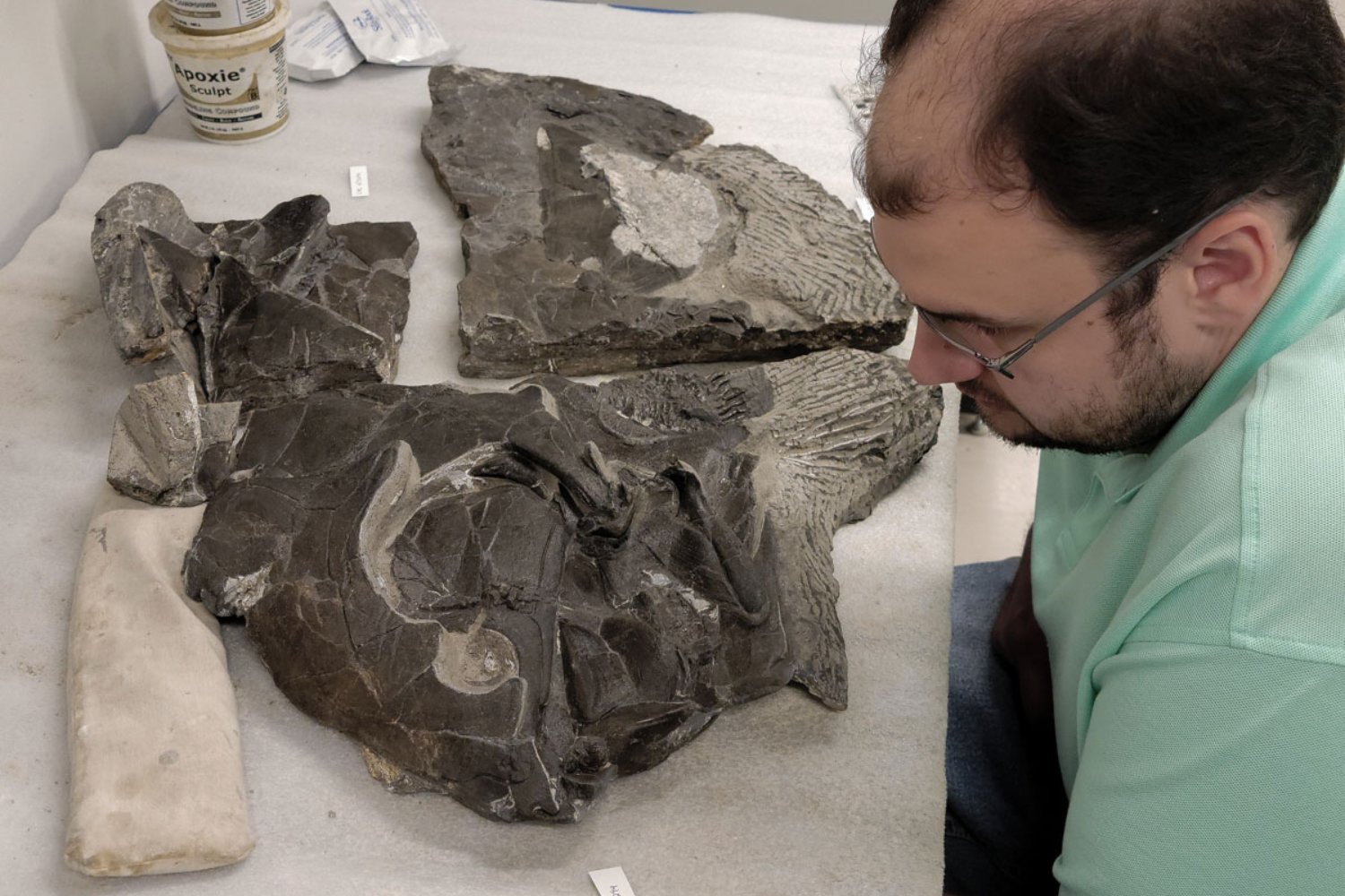 El mayor depredador marino del Devónico no tenía dientes afilados como un tiburón. Científicos descubren que Dunkleosteus cazaba con cuchillas óseas que funcionaban como una guillotina