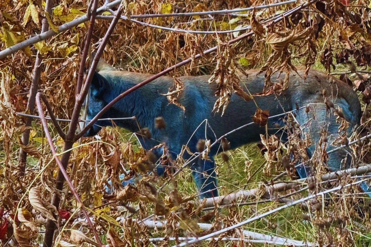 De la radiación a la evolución. La impactante verdad sobre los perros de Chernobyl que ya no son genéticamente perros comunes
