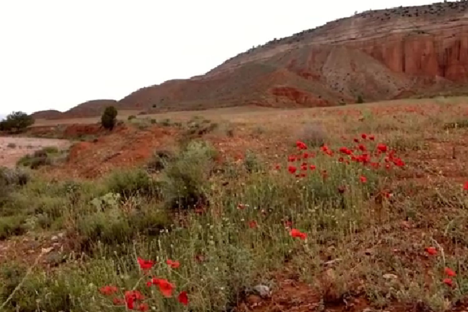 Diseño Sin Título (66)