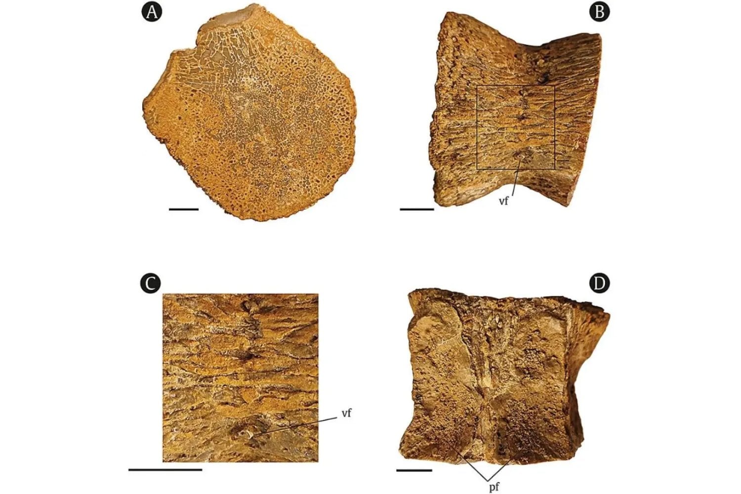 Bajo antiguas lagunas del Atlas Sahariano emerge un “monstruo marino” del Cretácico. Una vértebra hallada en Argelia confirma por primera vez plesiosaurios en el Coniaciense africano