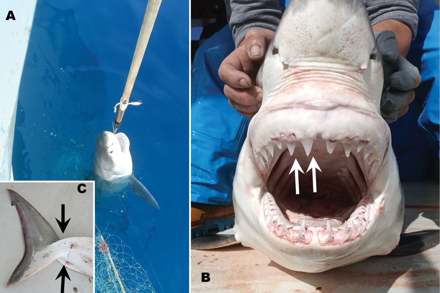 Un tiburón blanco juvenil aparece frente a la costa española. Los científicos revisan 160 años de encuentros en el Mediterráneo