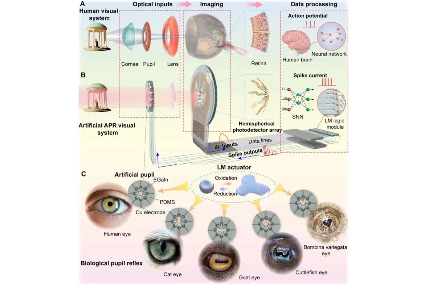 Una pupila de metal líquido imita los ojos de los animales. El salto que promete una visión artificial que se adapta al entorno en tiempo real