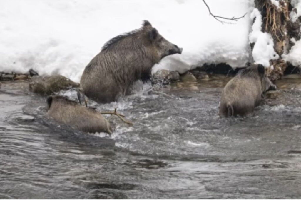 Diseño Sin Título (77)