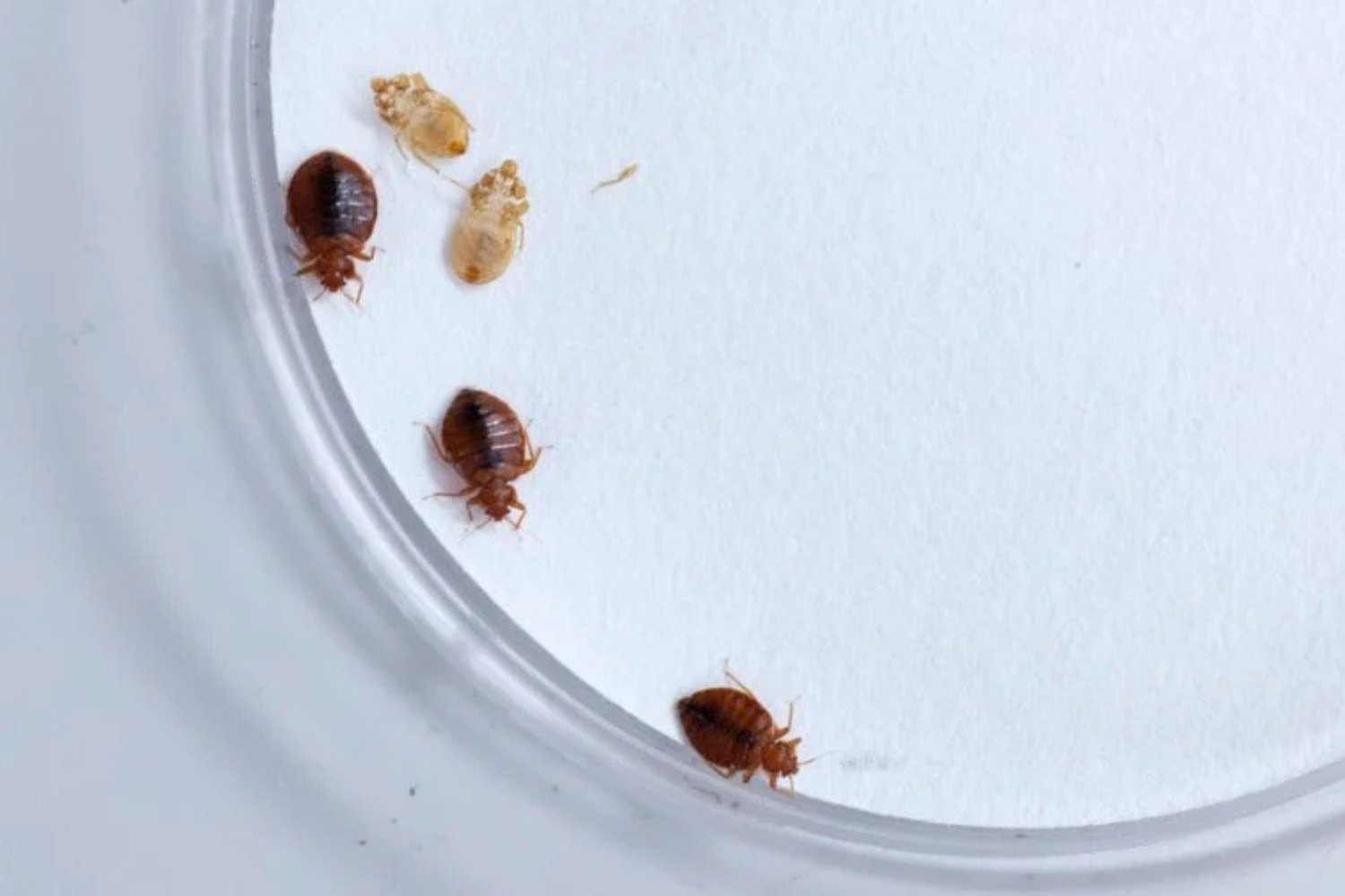 Chinches