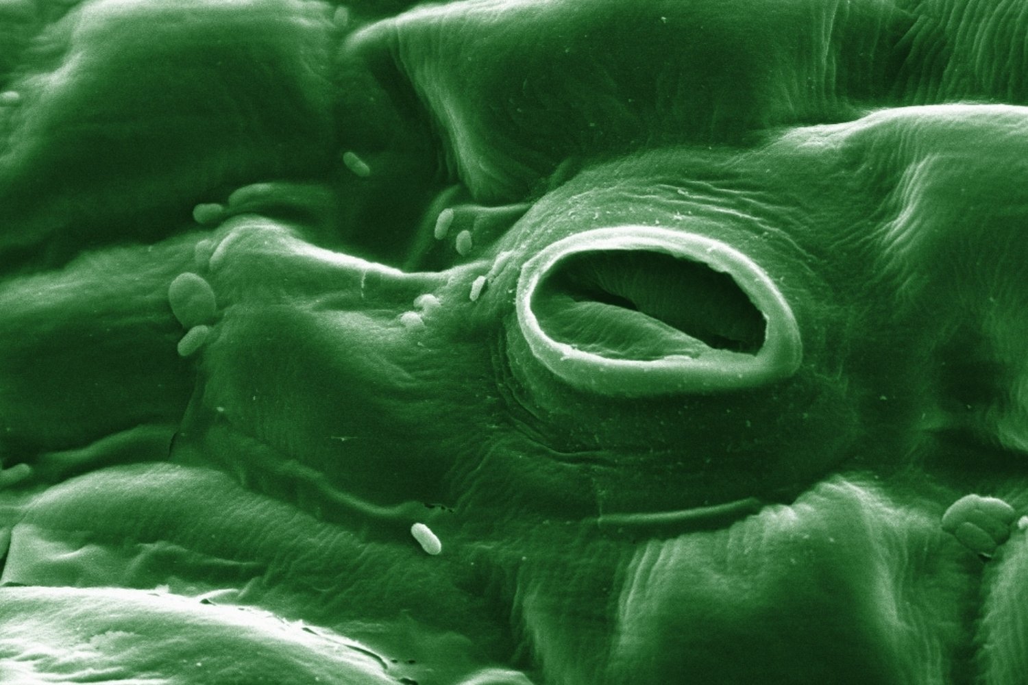 Estoma De Planta De Tomate