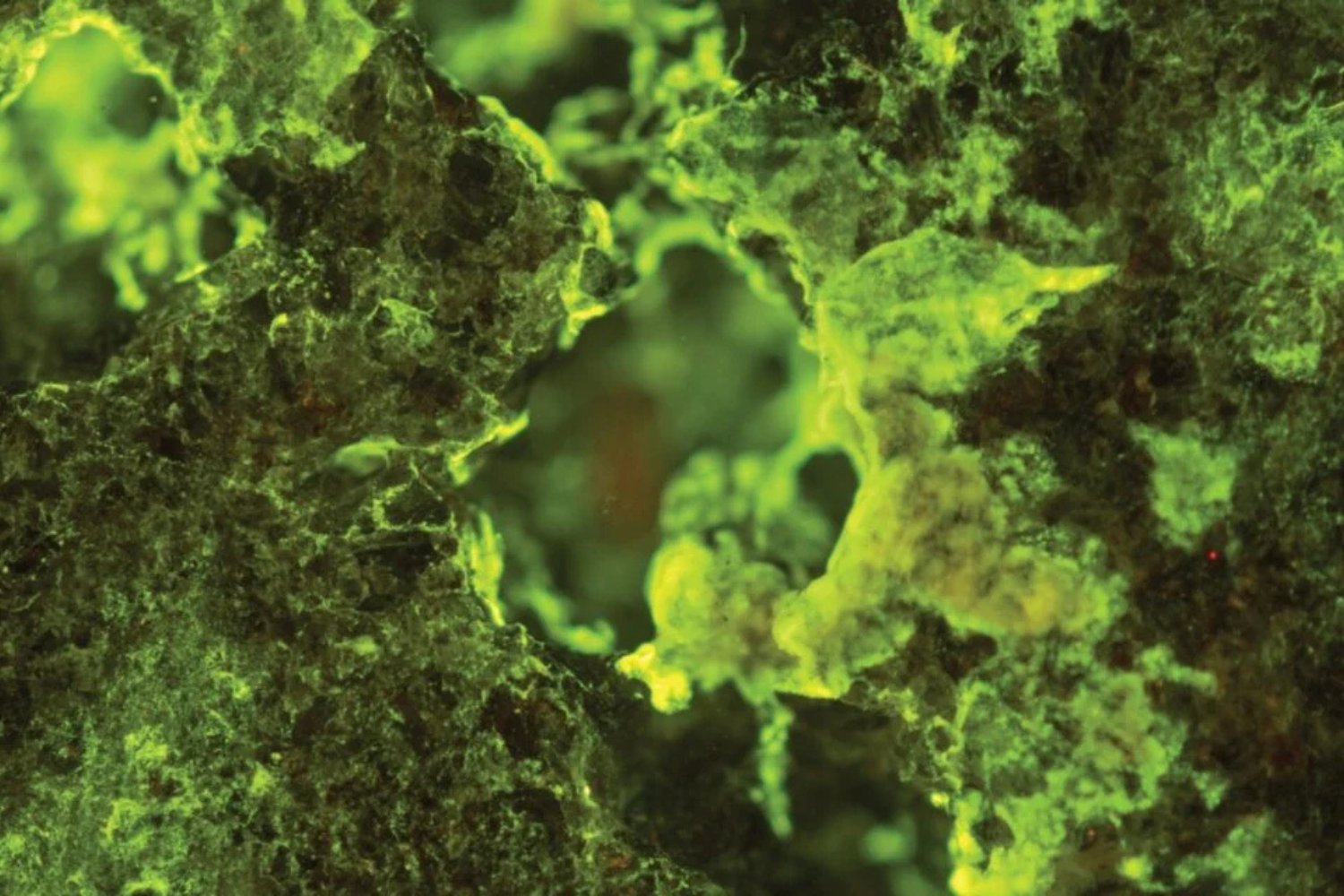 MicrobiOS