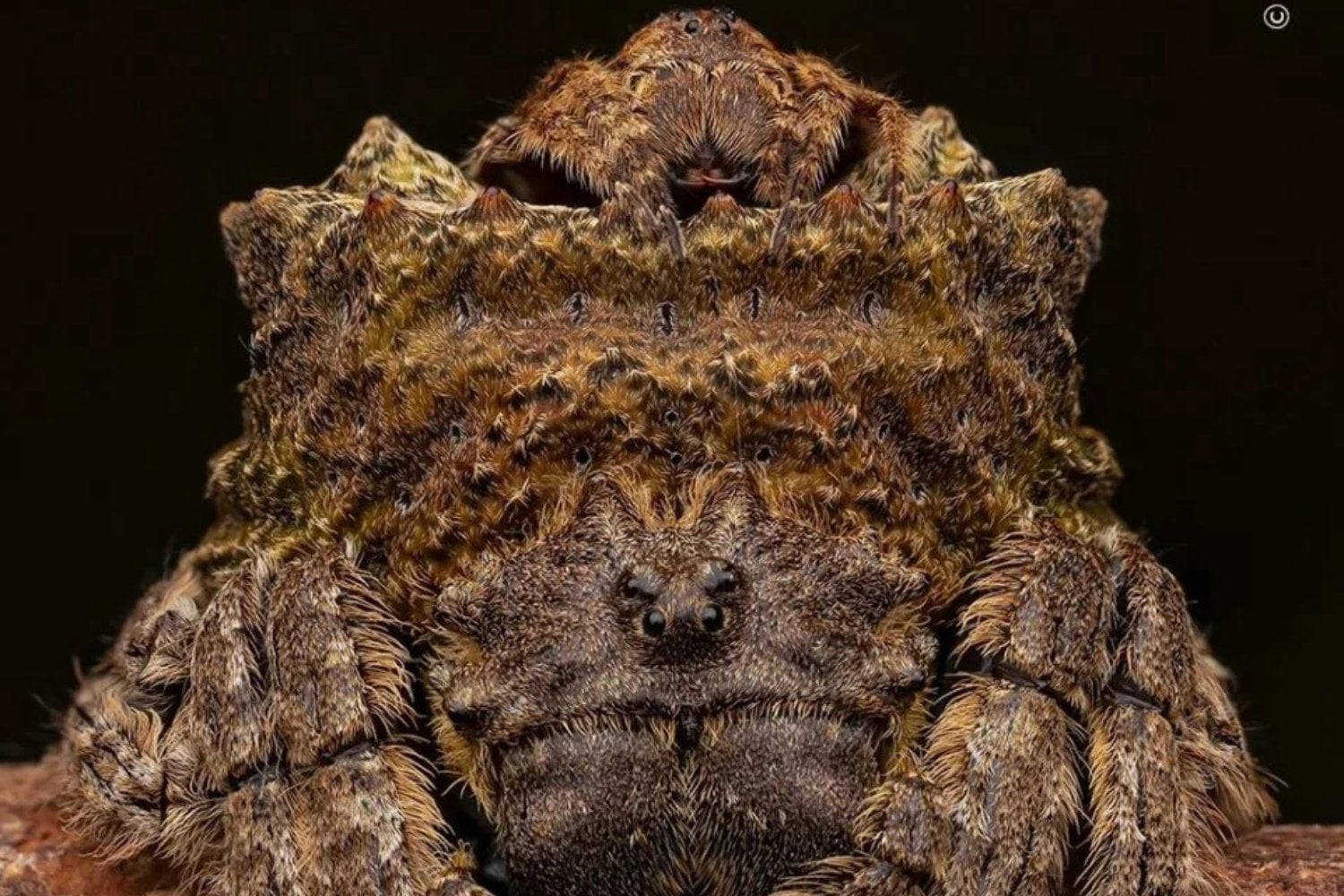 Pareja Camuflada