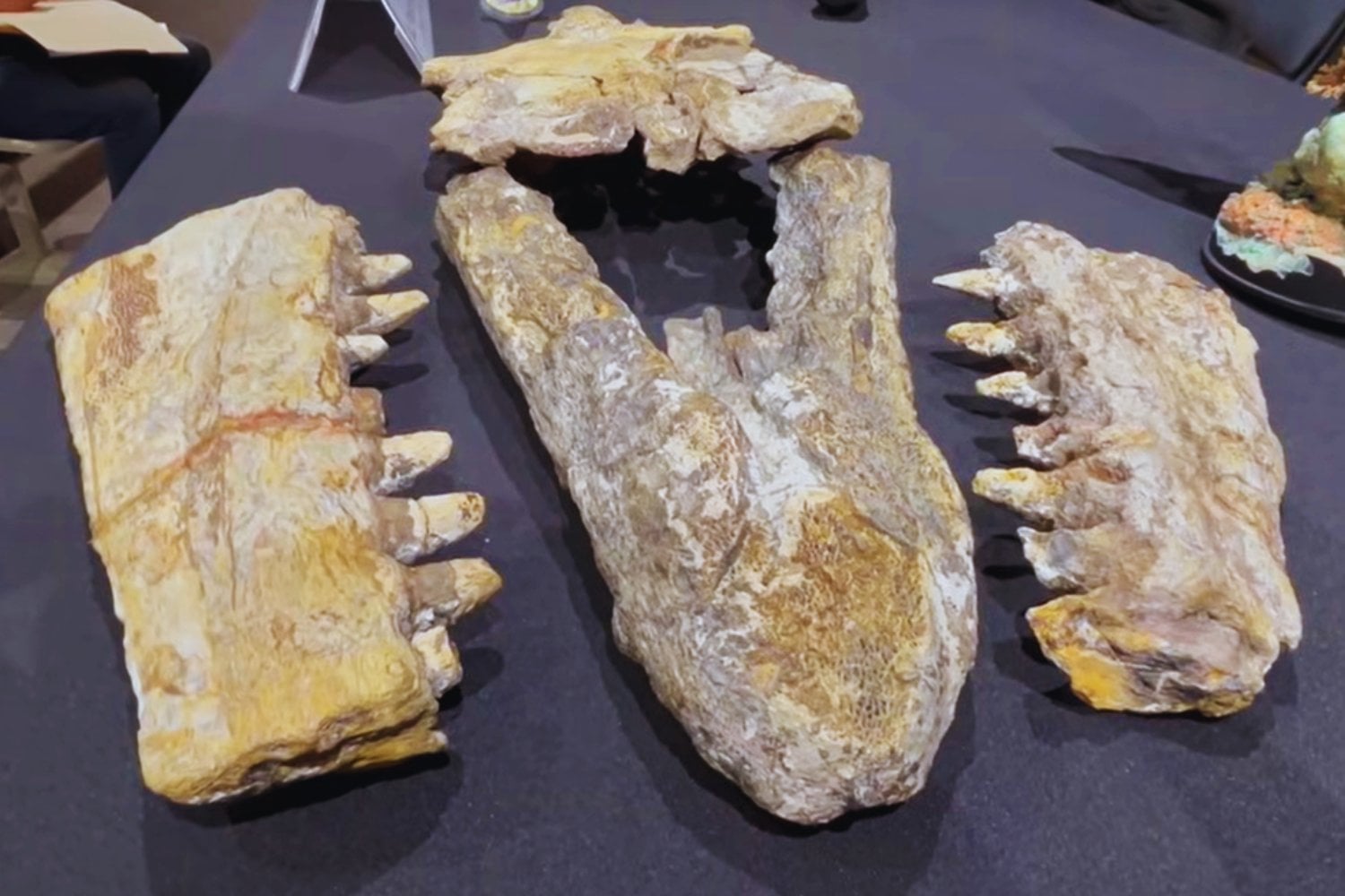 Encontraron un depredador donde hoy solo hay tierra seca en el norte de México. Este mosasaurio de 70 millones de años revela que la evolución de los grandes cazadores marinos comenzó mucho antes de lo que pensábamos