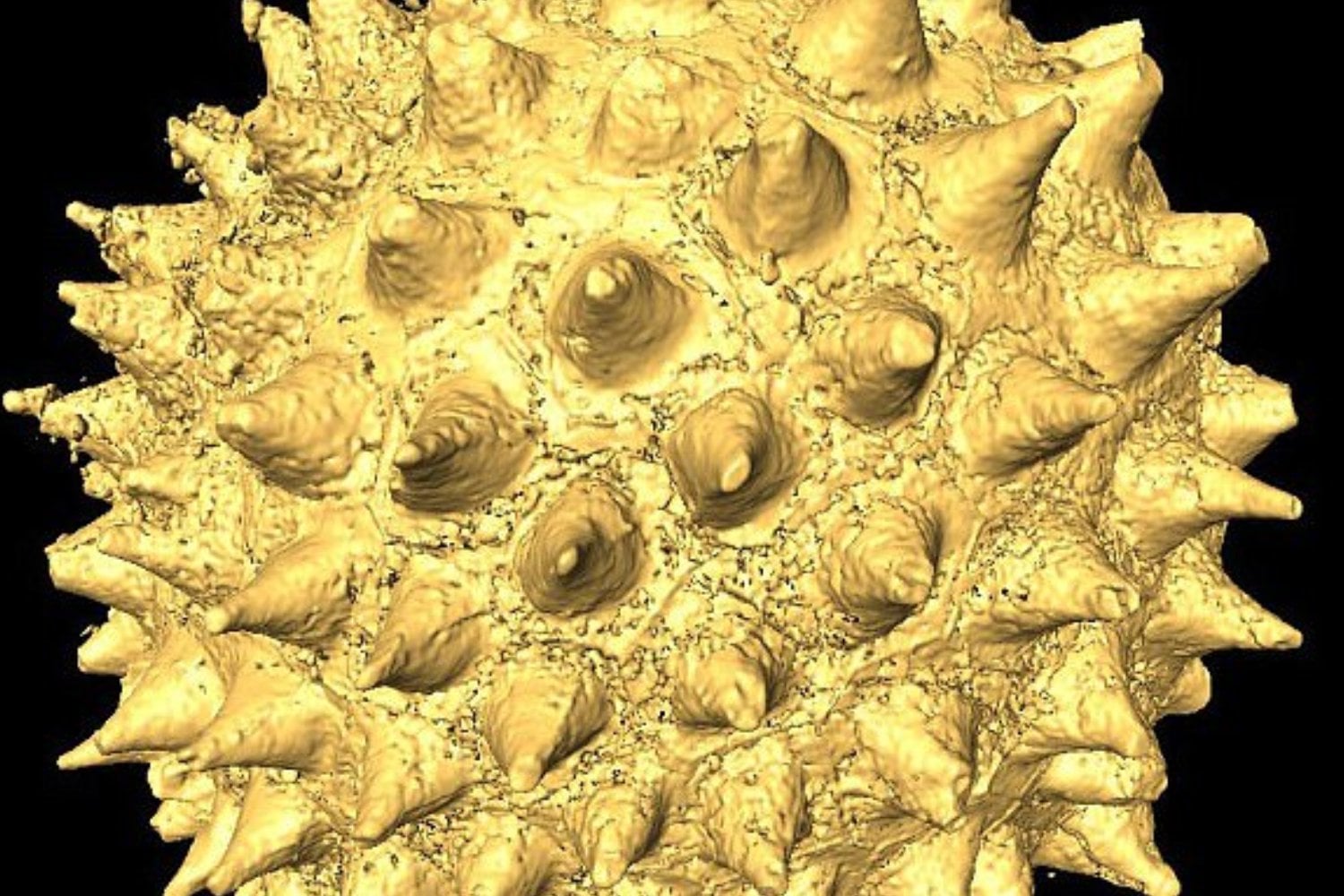 Durante años creímos que estos fósiles mostraban los primeros embriones animales de la Tierra. Un nuevo estudio dice que quizá estábamos entendiendo mal una pieza clave de la evolución