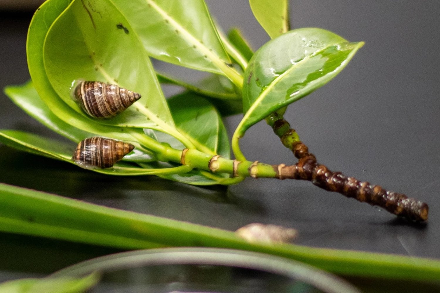 Un científico guardó once caracoles en 1991 para evitar su desaparición. Tres décadas después, mil de ellos están regresando a los bosques de Hawái