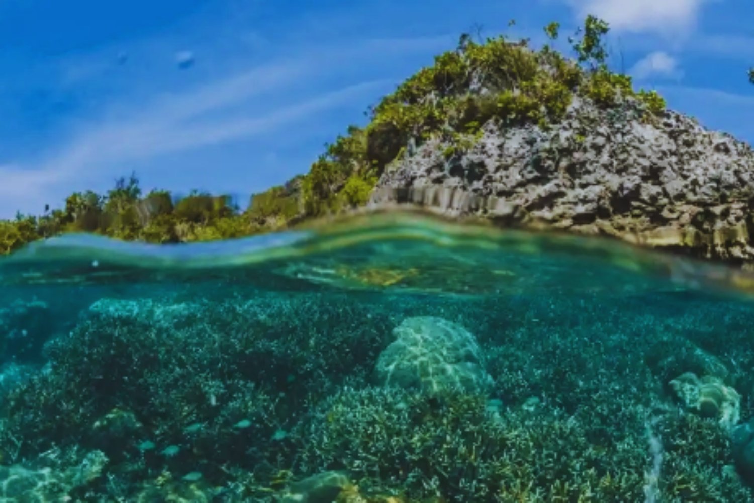La naturaleza siempre tuvo un mecanismo silencioso para repararse sola. Un estudio global detecta que ese sistema se está frenando y ya afecta a más de medio millón de ecosistemas en todo el mundo