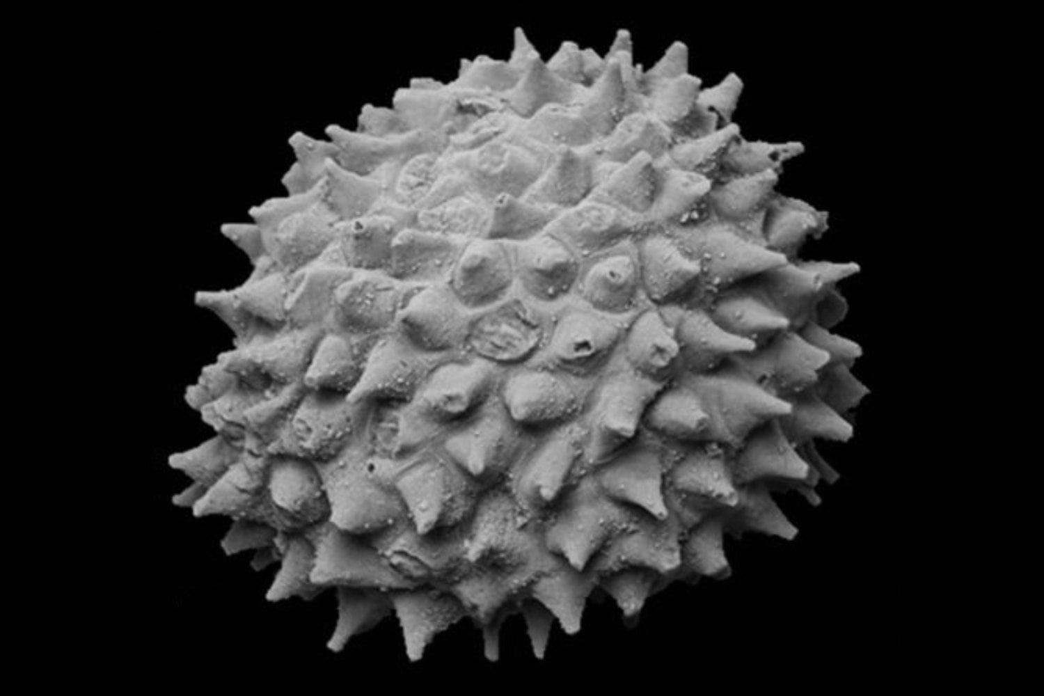 Durante años creímos que estos fósiles mostraban los primeros embriones animales de la Tierra. Un nuevo estudio dice que quizá estábamos entendiendo mal una pieza clave de la evolución