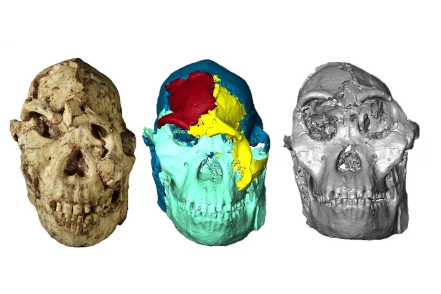 Durante millones de años su rostro estuvo oculto bajo la roca. La tecnología acaba de devolverle la cara a “Little Foot”, un ancestro humano de hace 3,67 millones de años