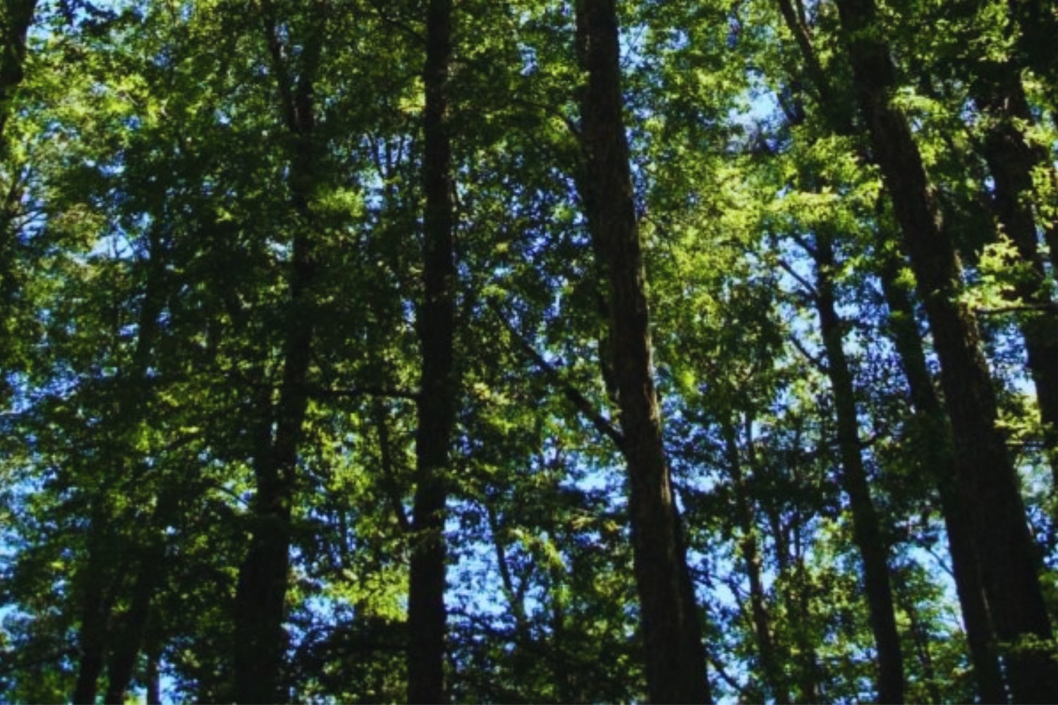 La naturaleza siempre tuvo un mecanismo silencioso para repararse sola. Un estudio global detecta que ese sistema se está frenando y ya afecta a más de medio millón de ecosistemas en todo el mundo