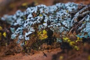 China ha logrado que un desierto empiece a reconstruirse desde abajo en solo 10 meses. No plantó árboles ni llevó agua: recuperó la capa microscópica que hace posible la vida en la tierra