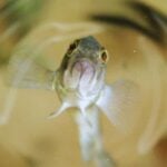 Este pez no debería existir según la teoría evolutiva clásica. Es una especie formada solo por hembras que lleva más de 100.000 años evitando la extinción sin mezclar ADN