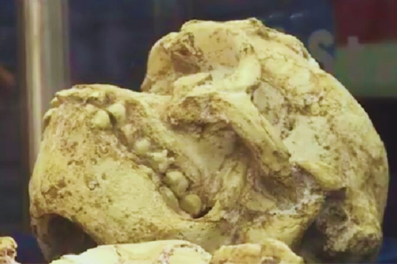 Durante millones de años su rostro estuvo oculto bajo la roca. La tecnología acaba de devolverle la cara a “Little Foot”, un ancestro humano de hace 3,67 millones de años