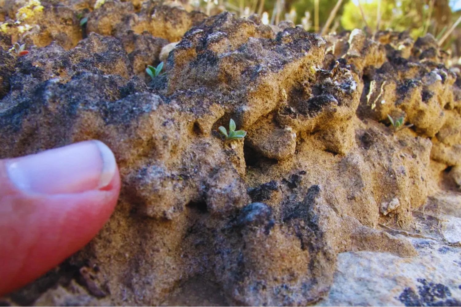 China ha logrado que un desierto empiece a reconstruirse desde abajo en solo 10 meses. No plantó árboles ni llevó agua: recuperó la capa microscópica que hace posible la vida en la tierra