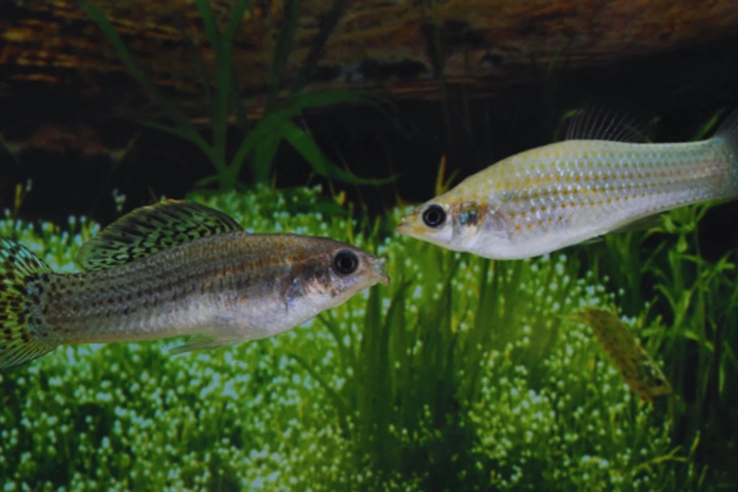 Este pez no debería existir según la teoría evolutiva clásica. Es una especie formada solo por hembras que lleva más de 100.000 años evitando la extinción sin mezclar ADN