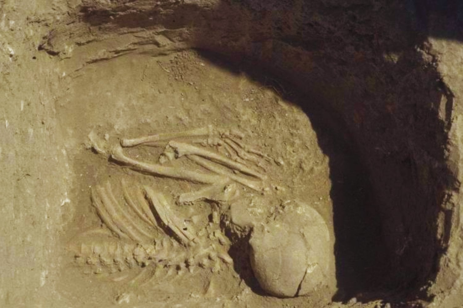 Durante miles de años los europeos creyeron tener orígenes diversos. Un enorme estudio genómico acaba de mostrar algo sorprendente: casi todos comparten raíces con antiguos agricultores de Anatolia